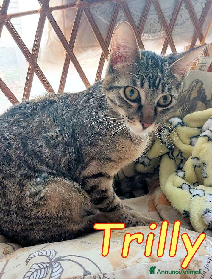 Europeo gatti TRILLI CERCA CASA - Annuncio 2