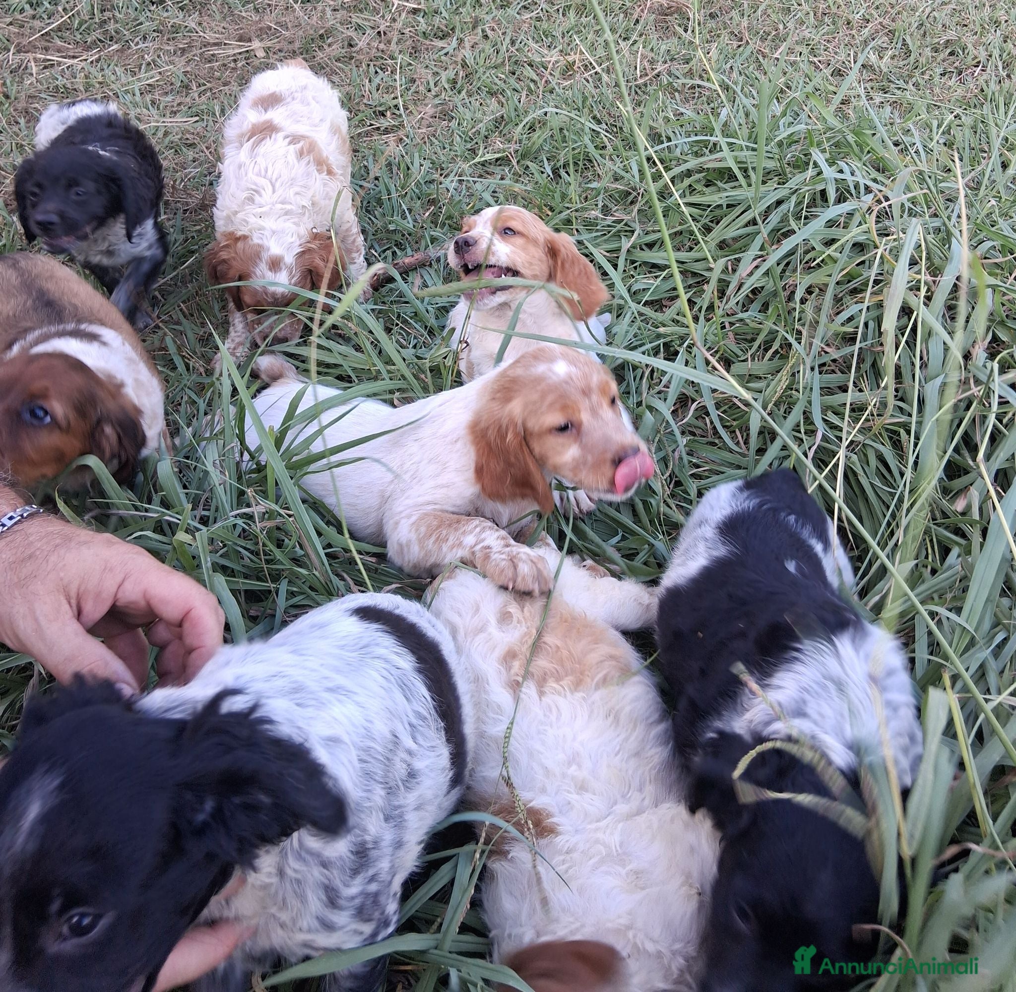 Breton cani Disponibili cuccioli Epagneul Breton - Annuncio 29