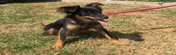 Meticcio cani in regalo: Mozart 7 mesi taglia piccola  - Annuncio 4