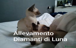 Siamese gatti in vendita: cuccioli old style Siamese - Thai con pedigree  a Città metropolitana di Roma Capitale - Immagine 2