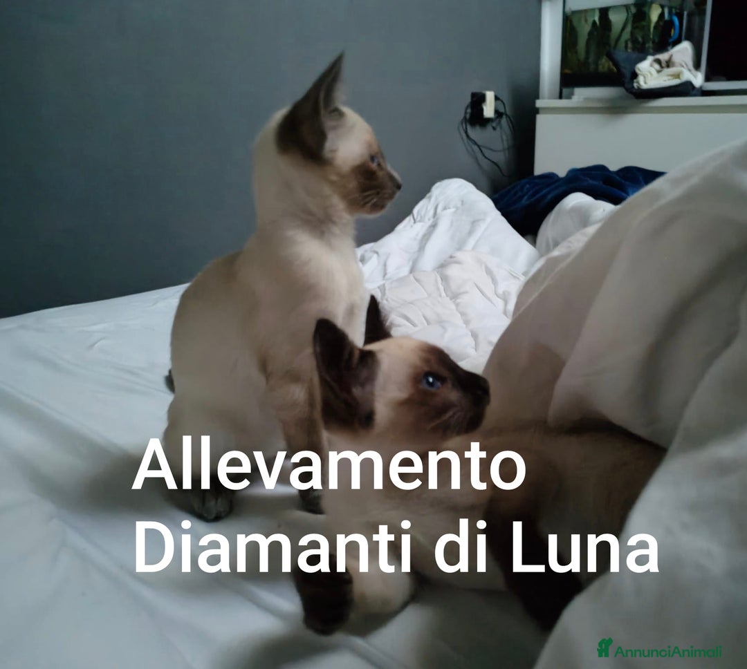 Siamese gatti in vendita: cuccioli old style Siamese - Thai con pedigree  a Città metropolitana di Roma Capitale - Immagine 2