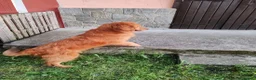 Golden Retriever cani in vendita: Cuccioli golden retriever - Annuncio 2