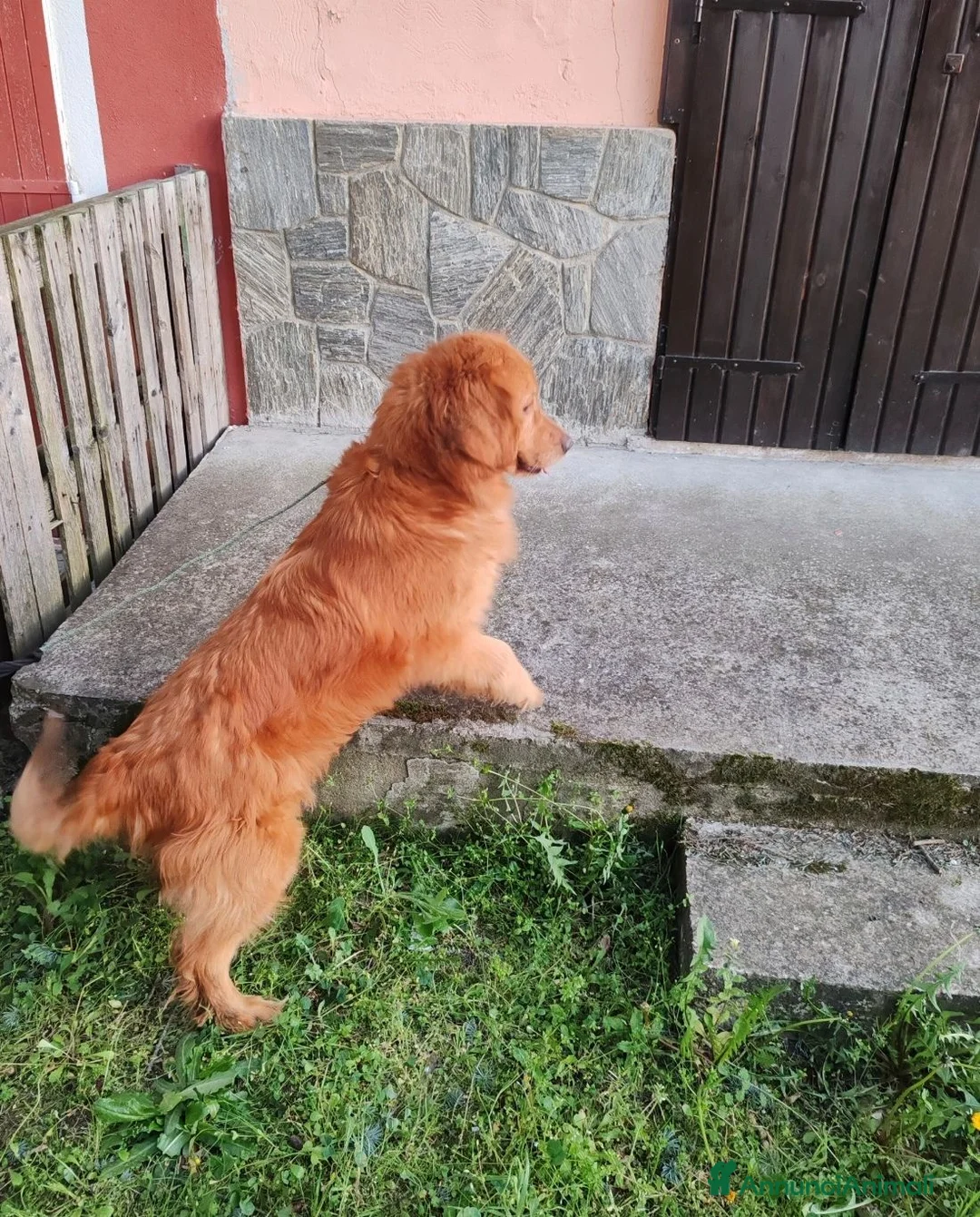 Golden Retriever cani in vendita: Cuccioli golden retriever - Annuncio 2