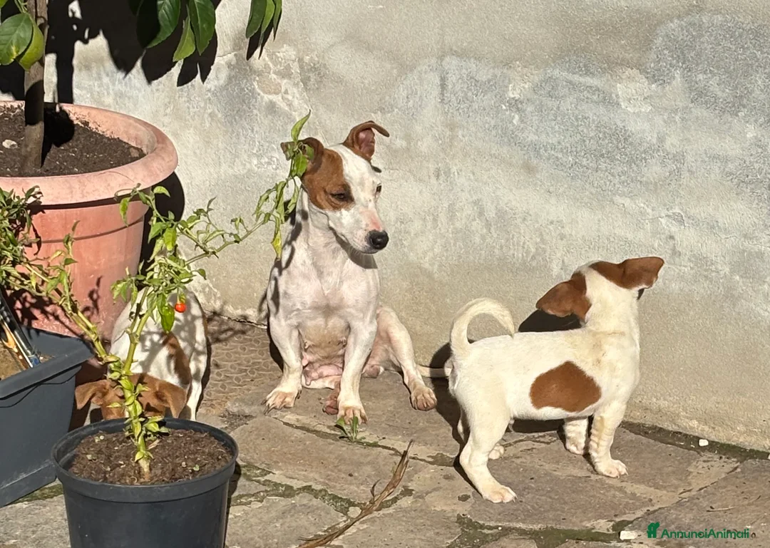 Jack Russell cani in vendita: Jeck Russell  - Annuncio 8