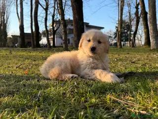 Golden Retriever cani Golden Retriever 🎀 Femmina - Annuncio 5