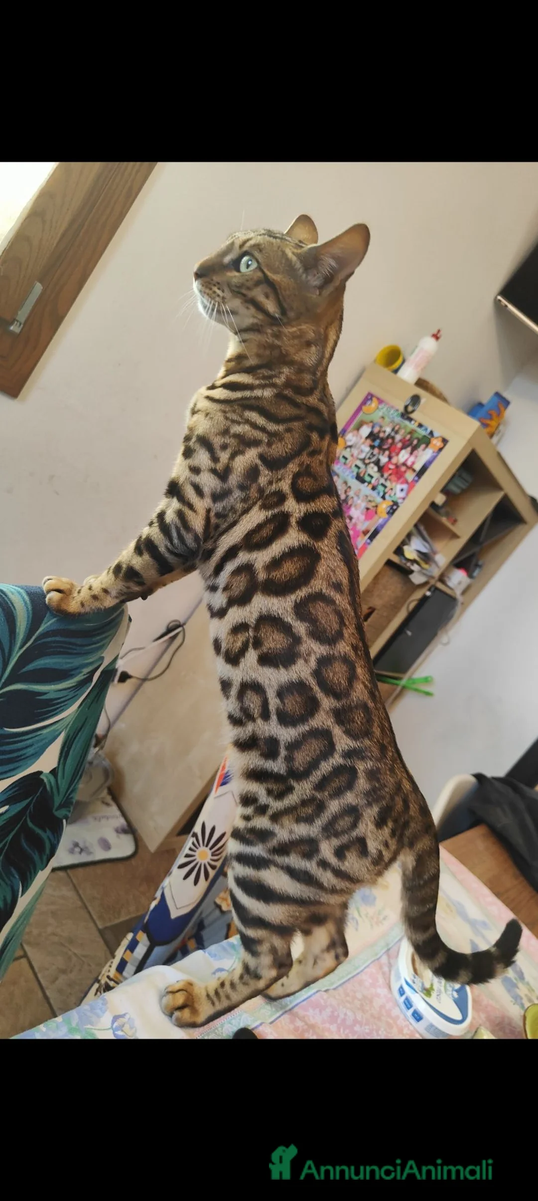 Bengala gatti in vendita: Cuccioli di gatto Bengala 3 mesi - Annuncio 2