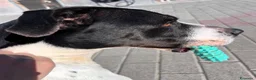 Meticcio cani in regalo: BLACK GENTILCANE - Annuncio 10