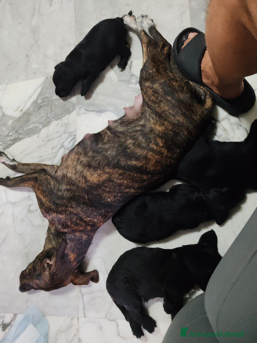 Meticcio cani in regalo: Regalo Roma - Annuncio 2