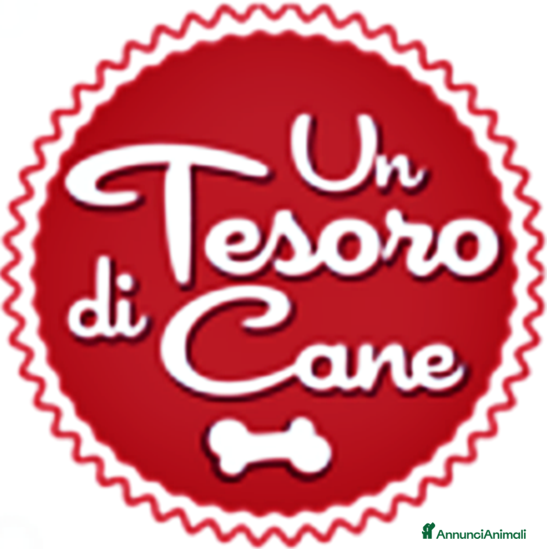 Setter Inglese cani in regalo: MIRTILLO, CUCCIOLO 3 MESI MIX SETTER, SOPRAVVISSUT - Annuncio 8