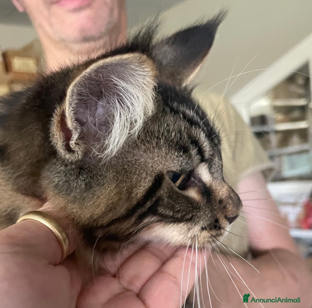 Immagine della galleria {{count}}