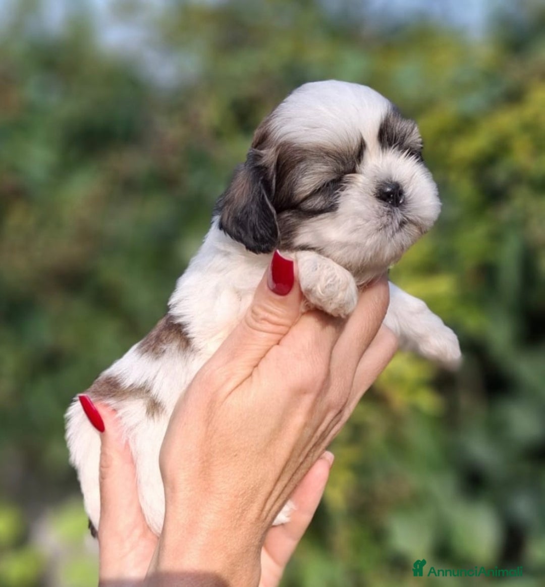 Shih Tzu cani in vendita: Cuccioli shih tzu a Provincia di Parma - Immagine 2
