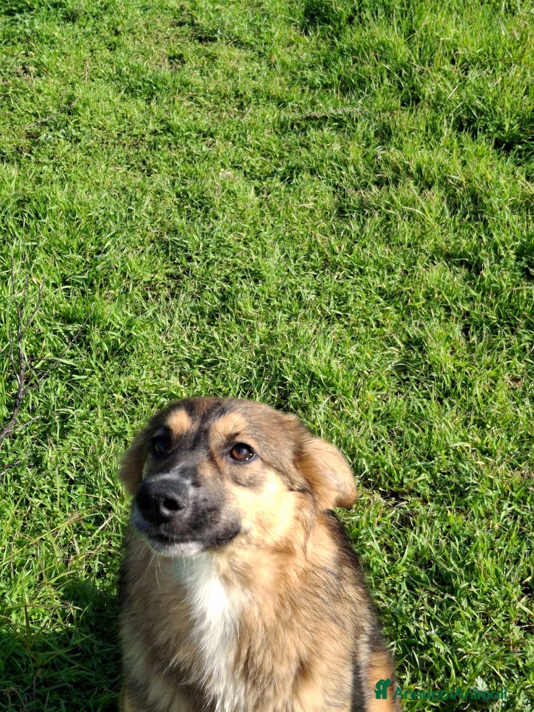 Meticcio cani in regalo: BRENDA 🩷-cucciola.La adotti?Non lasciarla nel box - Annuncio 19