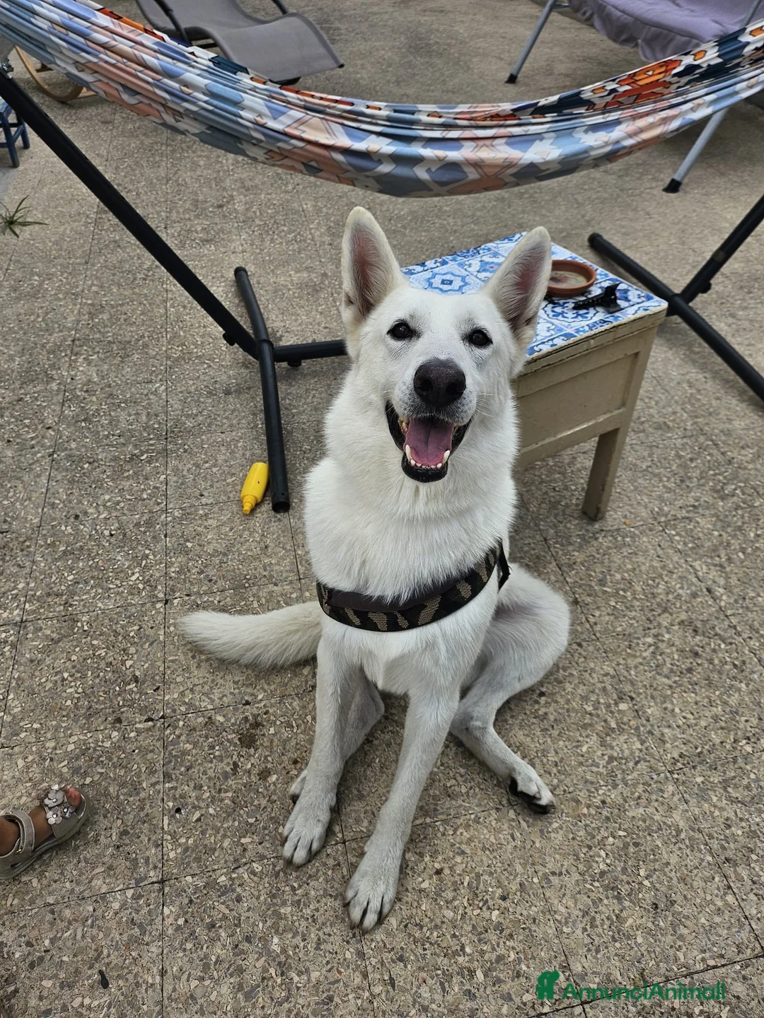 Pastore Svizzero cani in regalo: Simil Pastore Svizzero a Città metropolitana di Catania - Annuncio 2