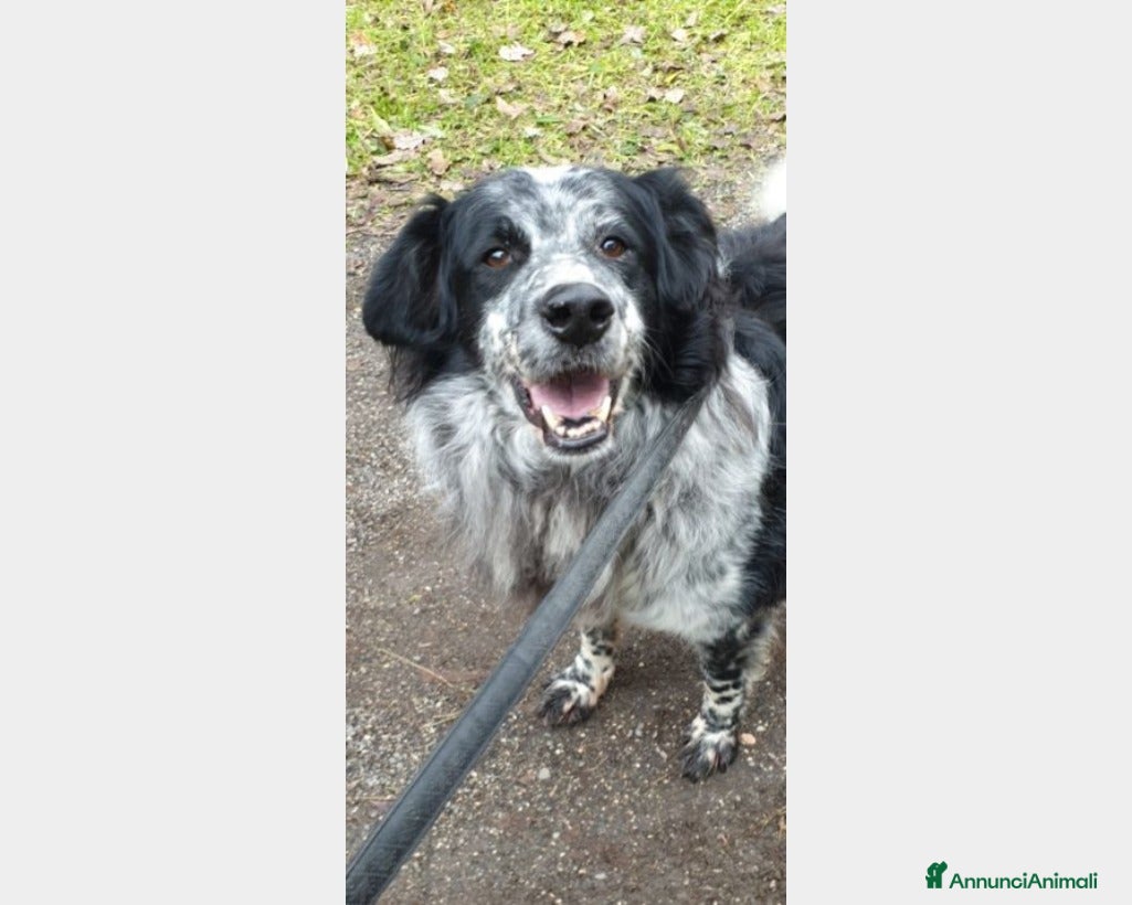 Meticcio cani 2mix Setter vissuti 9ANNI SENZA USCIRE DAL BOX!ROM a Milano - Annuncio 2