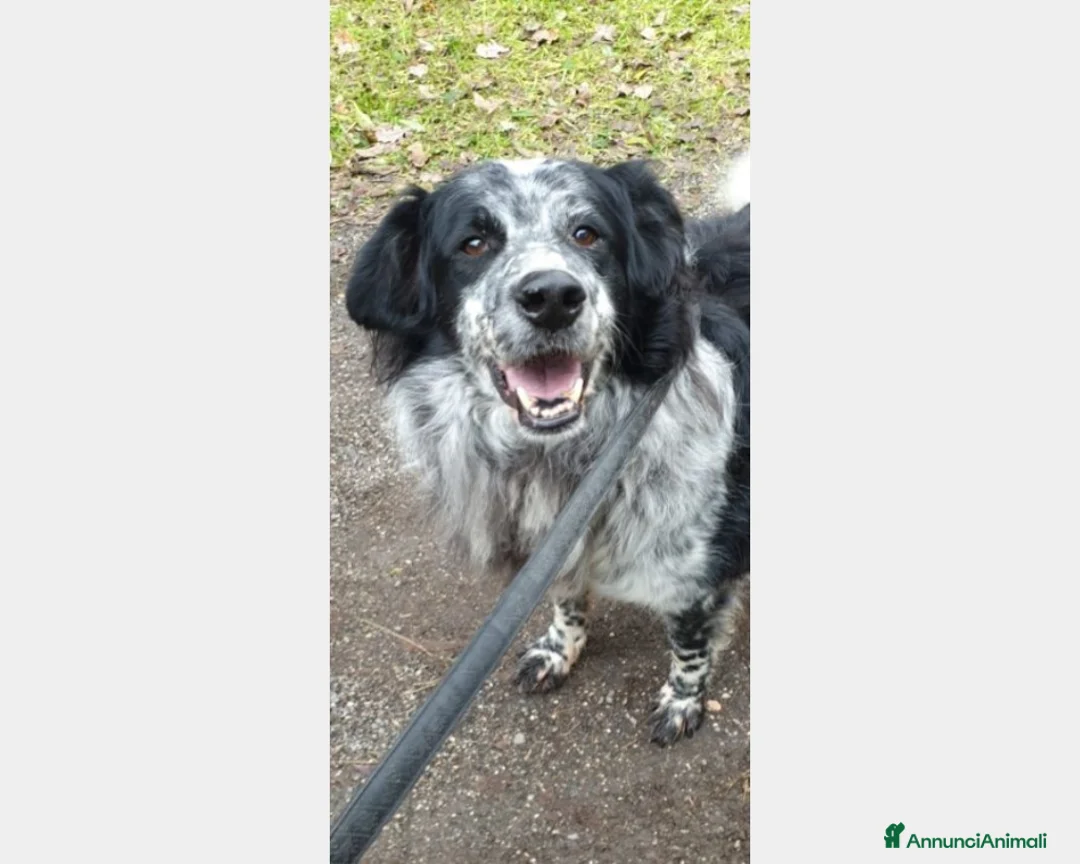 Meticcio cani in regalo: 2mix Setter vissuti 9ANNI SENZA USCIRE DAL BOX!ROM a Milano - Annuncio 2