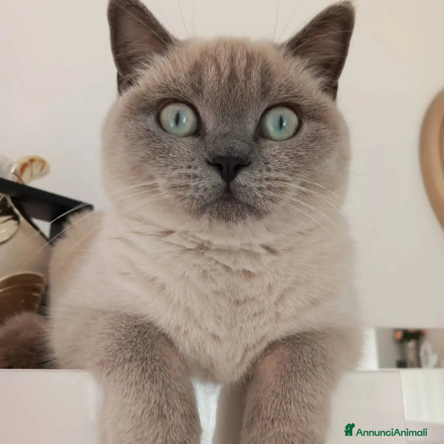 Scottish gatti Cuccioli scottish fold e straight  - Annuncio 2