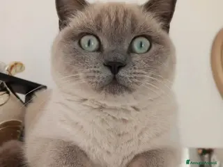 Scottish gatti Cuccioli scottish fold e straight - Annuncio 2