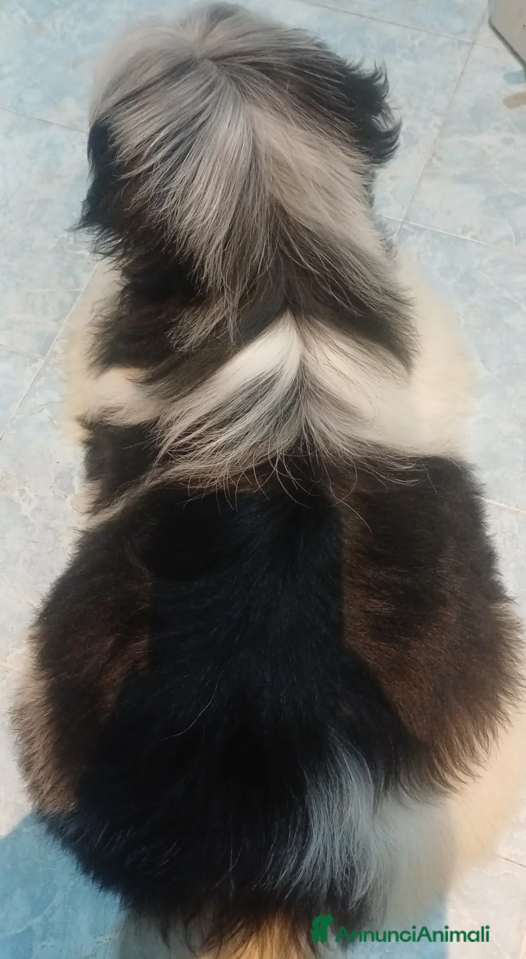 Shih Tzu cani in vendita: Cucciolo shihtzu con pedegree  - Annuncio 6