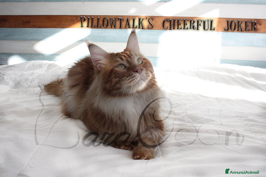 Immagine della galleria {{count}}