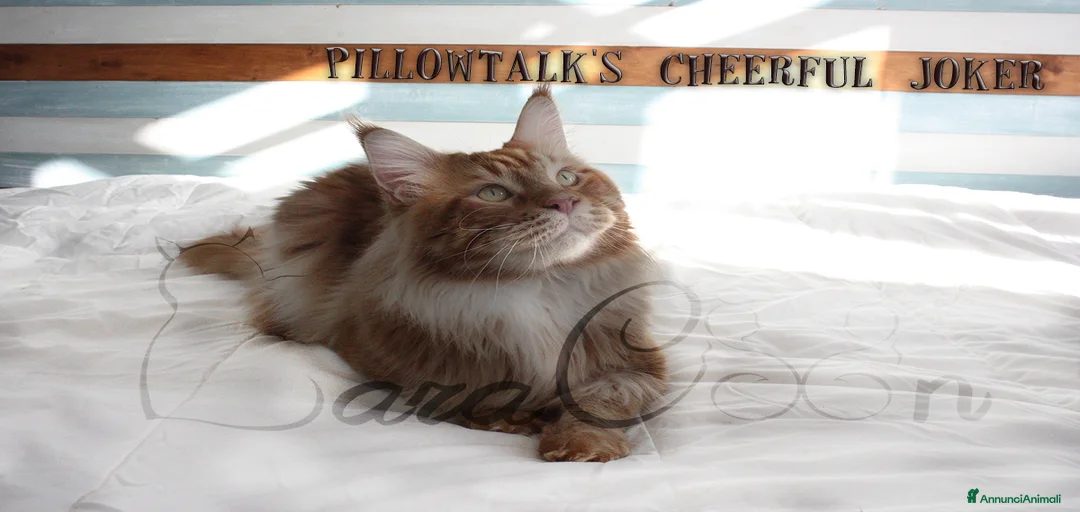 Immagine della galleria {{count}}