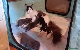 Maine Coon gatti in vendita: Gattini Maine coon - Immagine 3