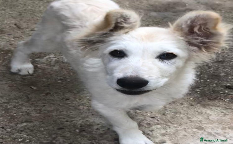 Meticcio cani a Provincia di Crotone - Annuncio 18