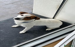 Jack Russell cani in regalo: Sono un jack russell e cerco nuova casa a Provincia di Brescia - Immagine 2