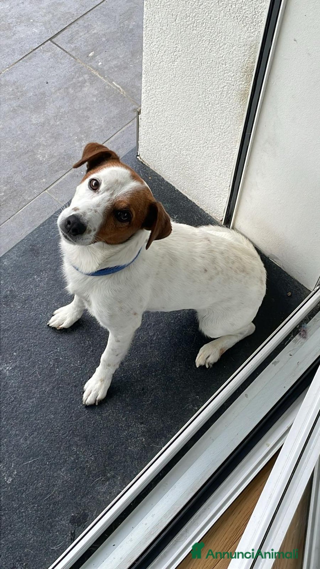 Jack Russell cani in regalo: Sono un jack russell e cerco nuova casa a Provincia di Brescia - Immagine 2