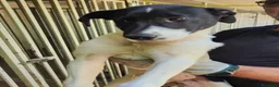 Meticcio cani in regalo: Adotta Chloe 5 mesi - Annuncio 1