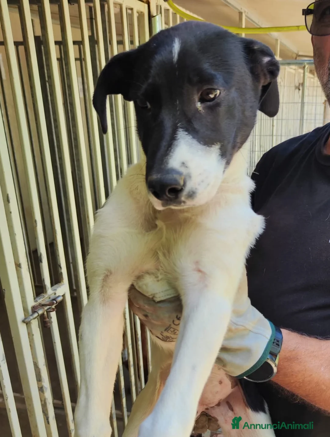 Meticcio cani in regalo: Adotta Chloe 5 mesi - Annuncio 1