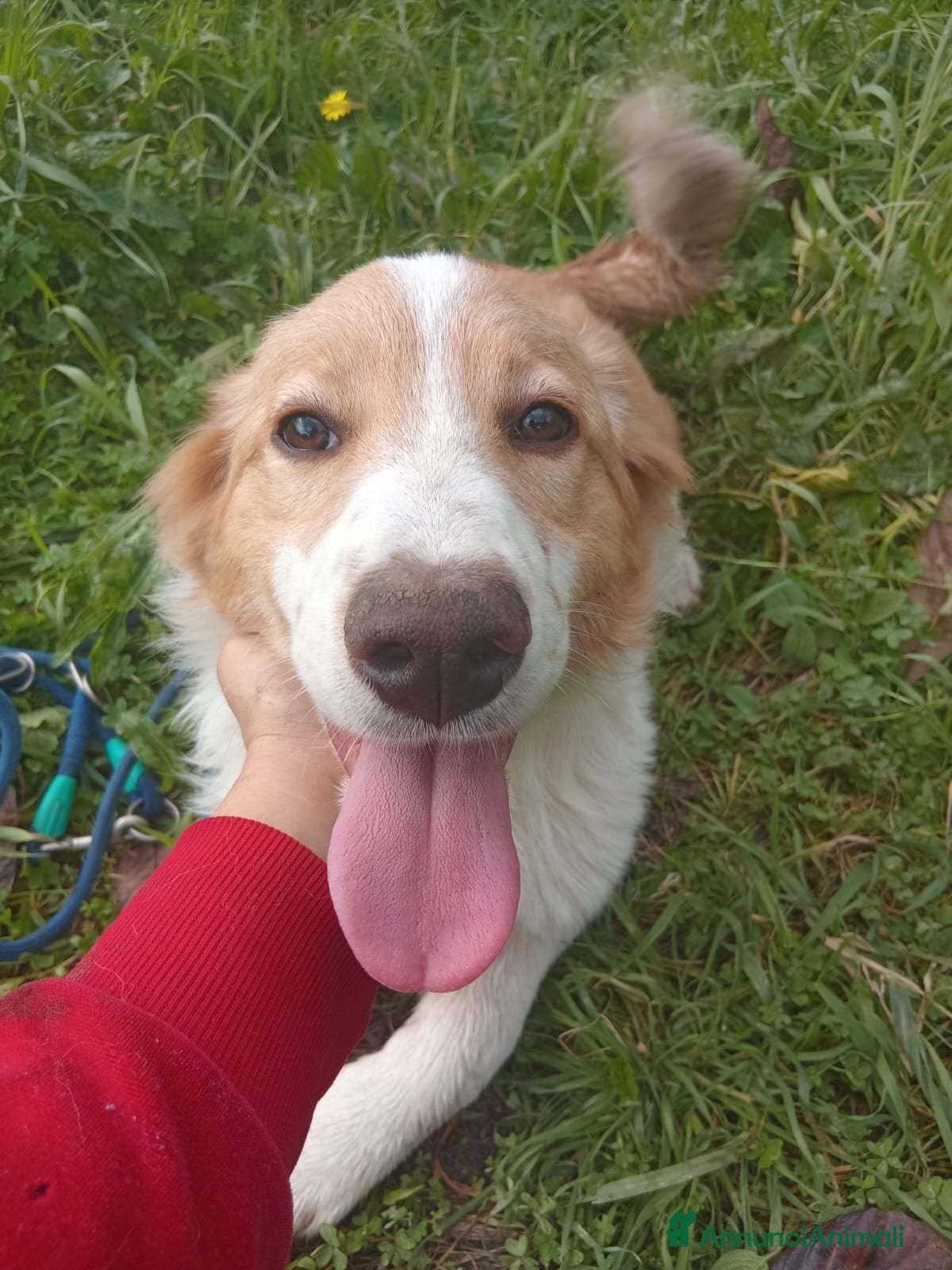 Meticcio cani UNA MAMMA PER MEGGY - Annuncio 34