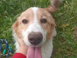 Meticcio cani UNA MAMMA PER MEGGY - Annuncio 34