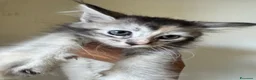 Maine Coon gatti in vendita: CUCCIOLE MAINE COON SHADED PREGIATE 3 rate - Annuncio 13