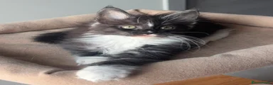 Finn 