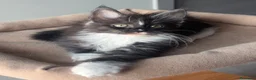 Maine Coon gatti in vendita: Maine coon con pedigree  - Annuncio 7