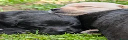 Labrador cani in vendita: Ultimo maschietto giallo di labrador retriever  a Provincia di Novara - Annuncio 12