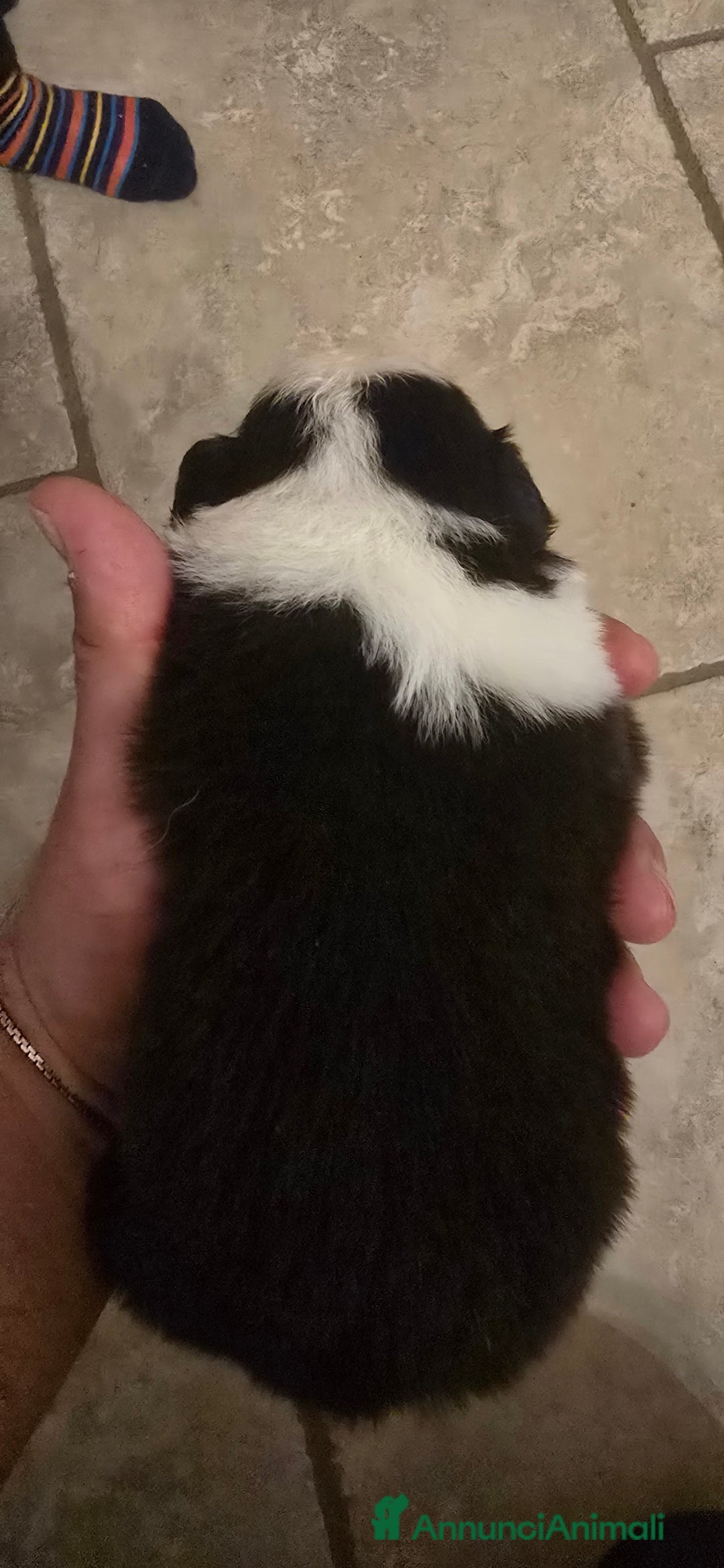 Border Collie cani in vendita: Cuccioli di border collie  - Annuncio 5