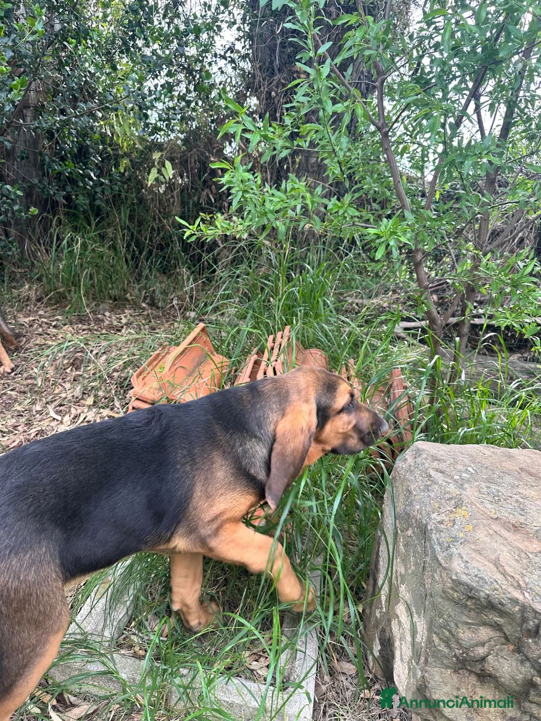 Bloodhound cani in vendita: Cucciolo maschio di bloodhound  a Città metropolitana di Roma Capitale - Annuncio 3