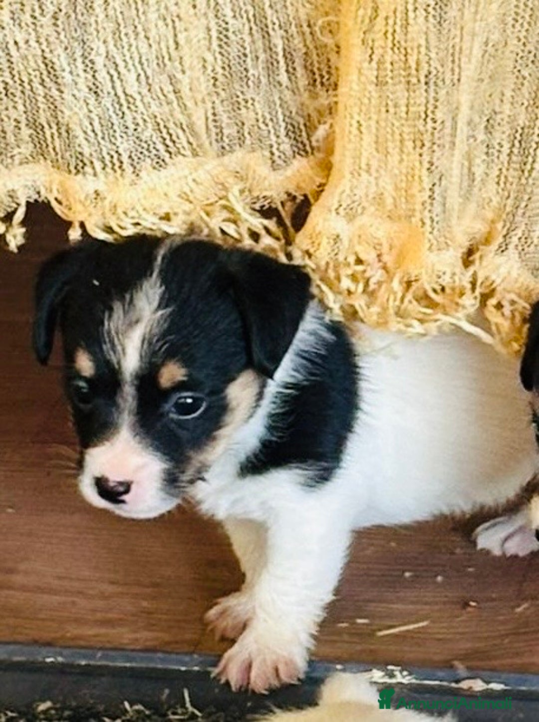 Jack Russell cani in vendita: Jack Russell pelo broken/ruvido a Calenzano - Immagine 12
