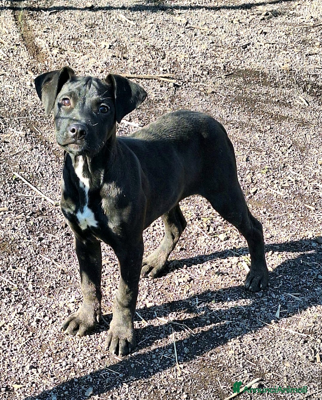 Pitbull cani in regalo: Micky cucciolo adorabile - Annuncio 1