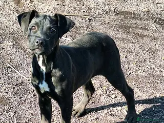 Pitbull cani Micky cucciolo adorabile - Annuncio 23