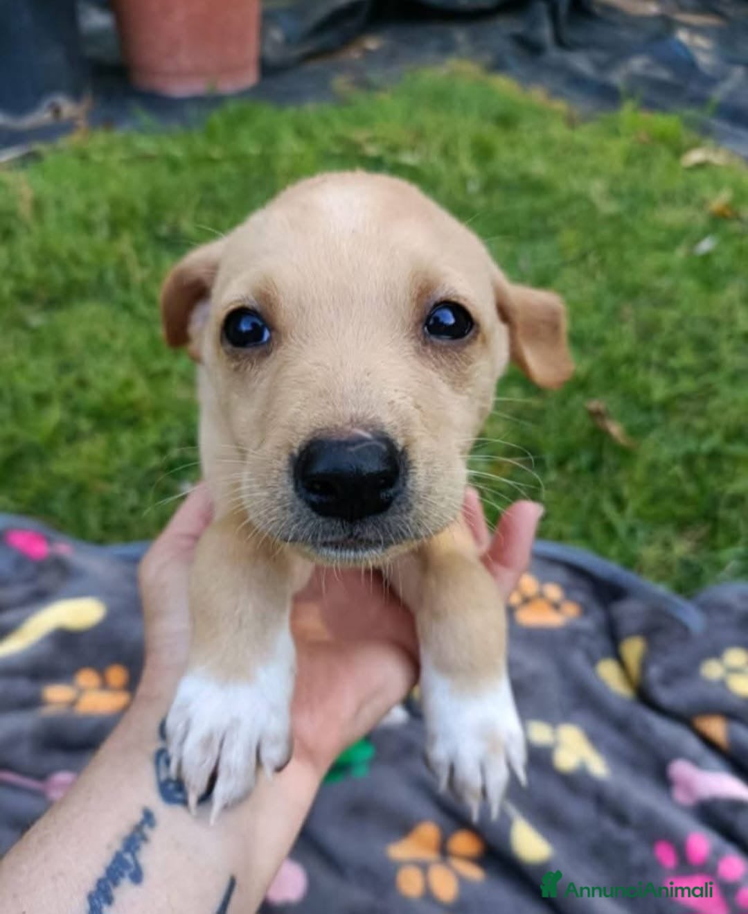 Meticcio cani MIELE 🩷 - dolcissima mix Labrador cerca casa - Annuncio 22