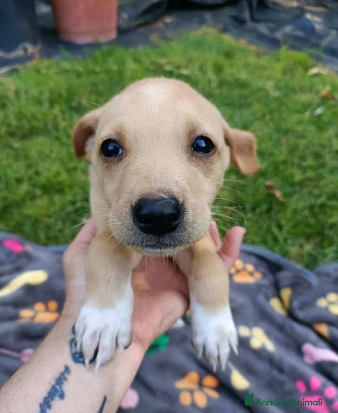 Meticcio cani in regalo: MIELE 🩷 - dolcissima mix Labrador cerca casa a Provincia di Pavia - Annuncio 1