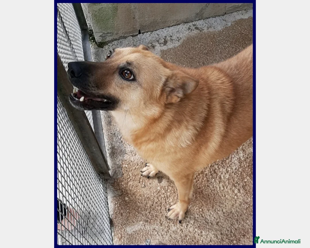 Meticcio cani in regalo: BOMBER VIVACE CAGNOLINO 6 ANNI, DA TROPPO IN GABBI a Roma - Annuncio 2