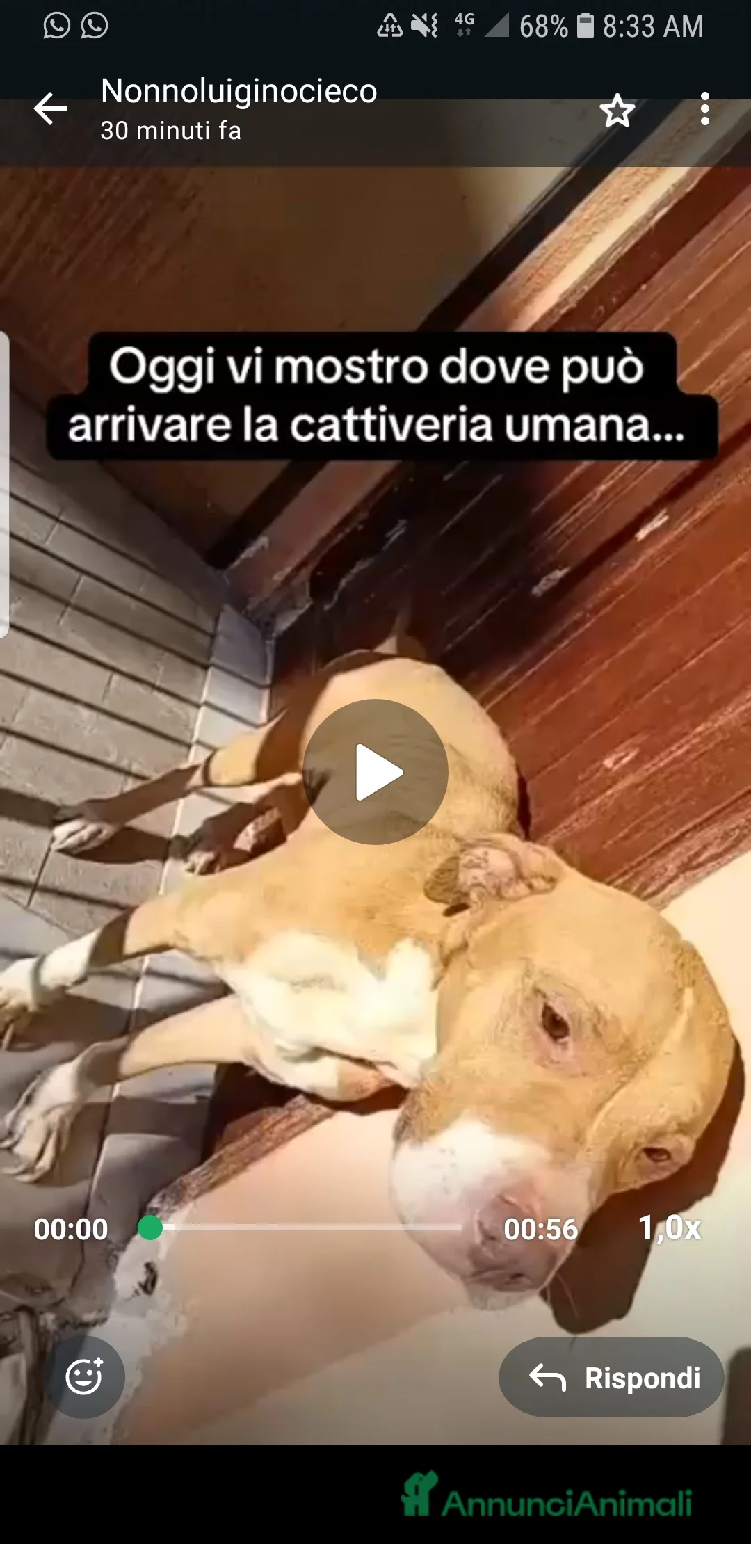 Meticcio cani in regalo: ADOZ.DEL CUORE:la più ORRENDA delle storie che ho! - Annuncio 3