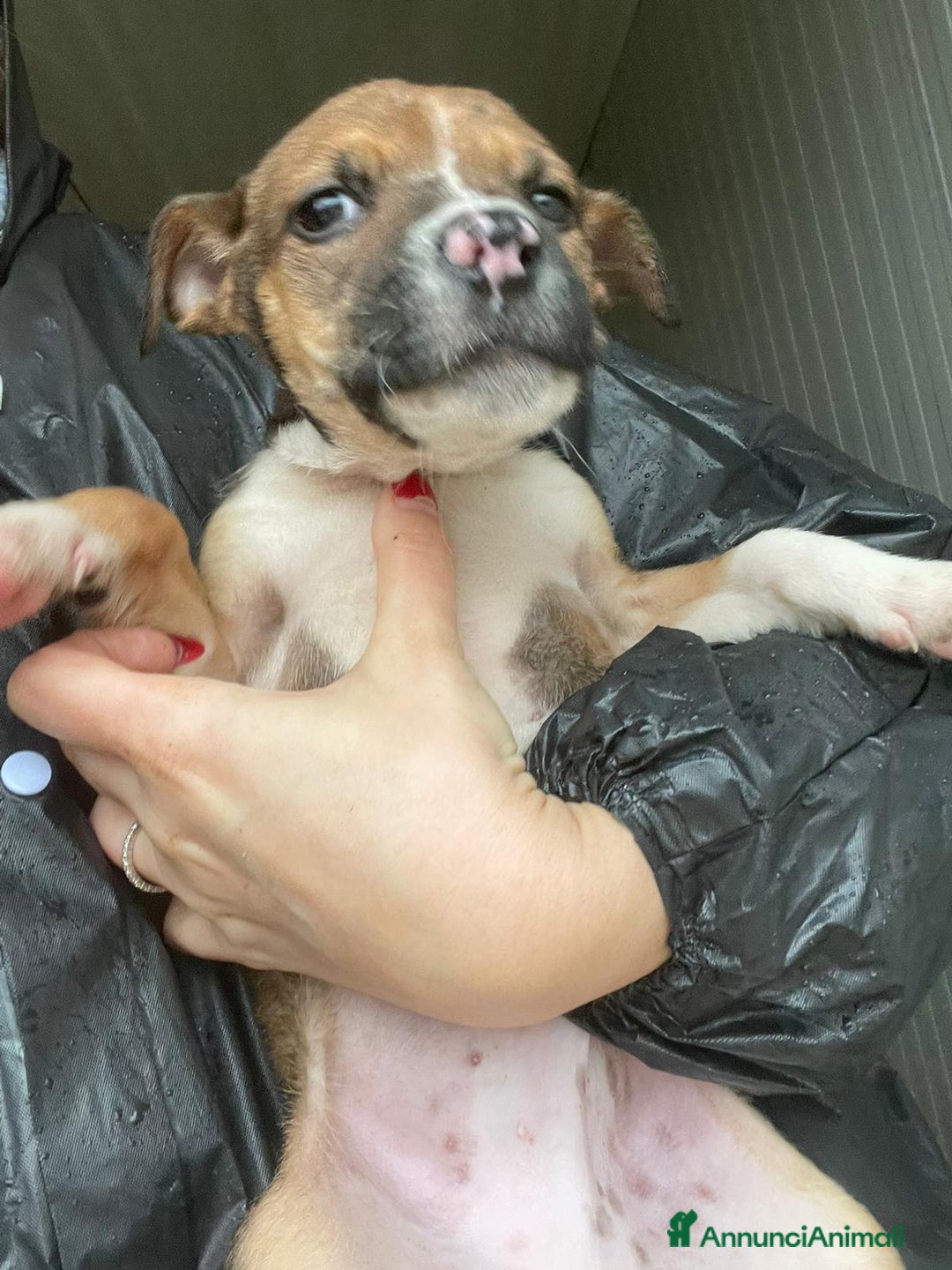 Pitbull cani in regalo: SPLENDIDI CUCCIOLOTTI MIX MOLOSSIDI - Annuncio 7