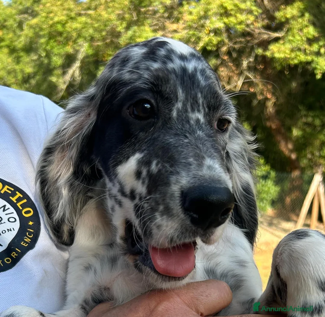 Setter Inglese cani in vendita: vendo cuccioli setter inglese - Annuncio 9