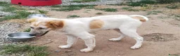 Meticcio cani in regalo: BISCOTTO ASPETTA UNA MAMMA  a Città metropolitana di Milano - Annuncio 7