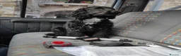 Cocker cani per accoppiamento: Cocker per accoppiamento  a Provincia di Gorizia - Annuncio 8