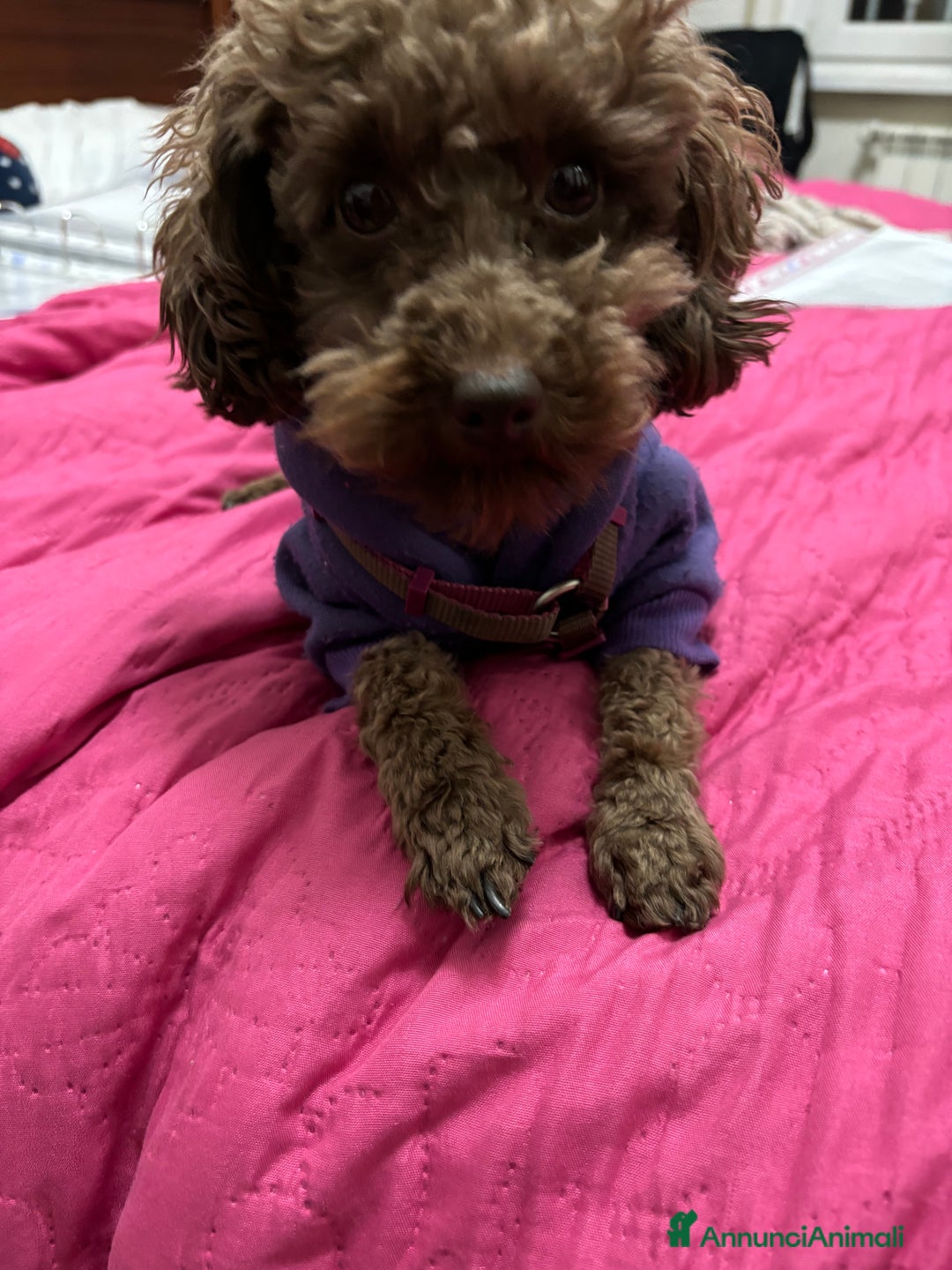 Barboncino cani per accoppiamento: Monta barboncino mini toy - Annuncio 5